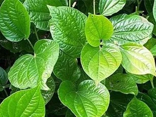 Lá lốt: Vị thuốc thần kì chữa nhiều thứ bệnh không phải ai cũng biết