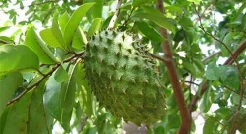 Lá mãng cầu xiêm: 'Thần dược' chữa ung thư tốt gấp nghìn lần hóa trị