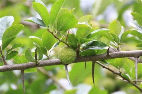 Lá mỏ quạ chữa vết thương phần mềm