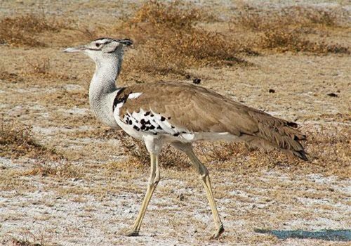 'Lác mắt' với loài chim 'đô con' vẫn bay vù vù