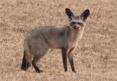 Loài cáo nhìn lạ mắt, có đôi tai 'điều hòa' cực dị