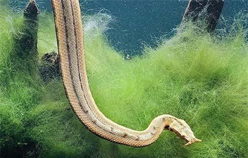 Loài rắn nước kỳ lạ có 'hai sợi râu' ở Việt Nam