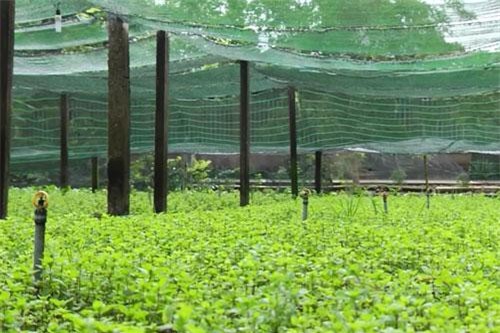 Long An: Làm giàu nhờ trồng rau gia vị an toàn
