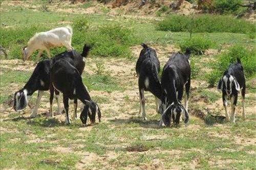 Nhân rộng mô hình nuôi dê cho hiệu quả kinh tế cao ở Ninh Thuận