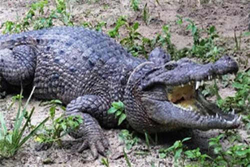 Phát hiện cá sấu mới cực hiếm ở hòn đảo bí ẩn