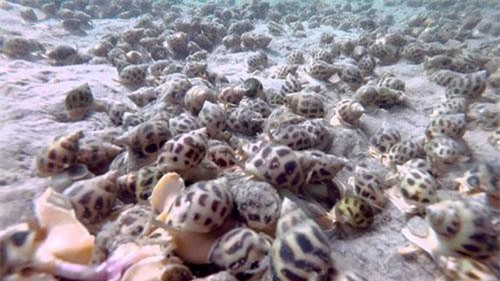 Quảng Ngãi: Nuôi ghép hải sâm với ốc hương