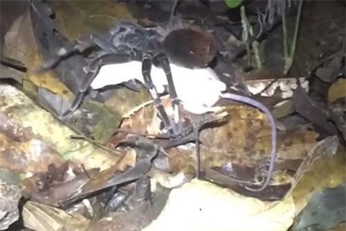 Rợn người nhện khổng lồ giết và ăn thịt chồn Opossum