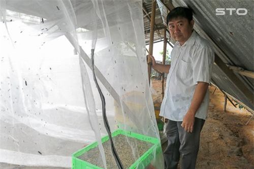 Sóc Trăng: Nuôi loài ruồi đen sì đẻ khỏe, thu 'trứng vàng'