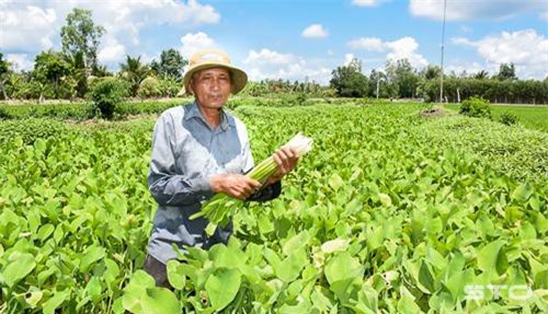 Sóc Trăng: Sống khỏe re nhờ trồng loài rau dại tốt ngời ngời