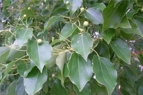 Sự thật 'choáng' loài cây long não có ở Việt Nam