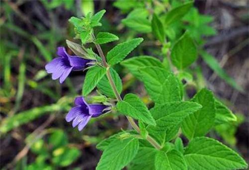 Tác hại khôn lường khi uống nước nhân trần sai cách