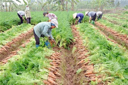 Thống trị đầm lầy thu 2 triệu USD, ông chủ núi đồi giắt túi 30 tỷ