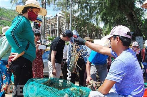 Tôm hùm thương phẩm tăng 200-300 nghìn đồng/kg