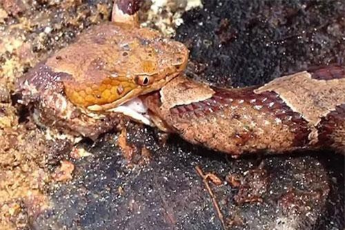 Vì sao loài rắn đầu lìa khỏi cổ vẫn có thể cắn chết người?