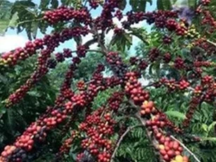 Việt Nam đứng thứ hai thế giới về xuất khẩu cà phê