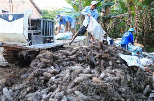 Vĩnh Long: Cả làng sống khỏe re nhờ giống khoai ra củ 'dính' đầy lông