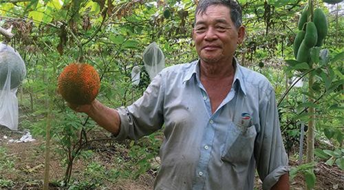 An Giang: Trồng gấc dược liệu, ông Nhiều thu được nhiều tiền hơn