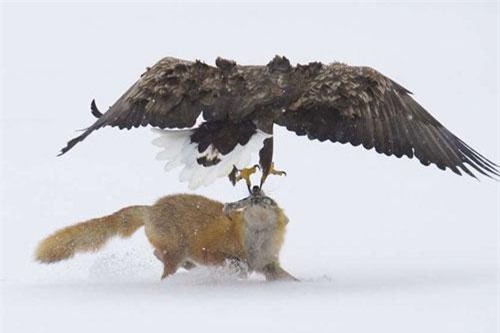 Ảnh cực chất 'chúa tể bầu trời' săn mồi ngoạn mục