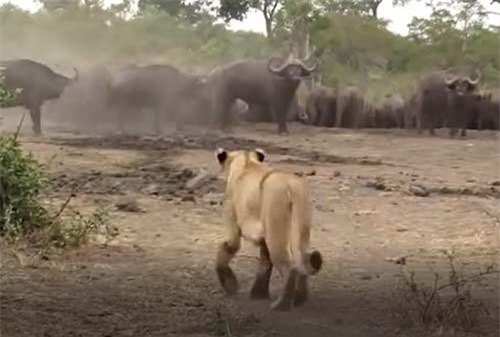 CLIP: Hùng hổ lao vào tấn công con mồi, sư tử nhận cái kết đắng