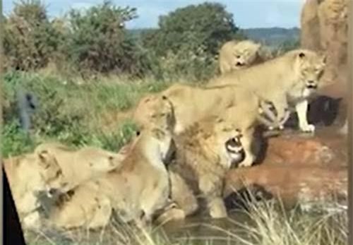 CLIP: Trận nội chiến đẫm máu của đàn sư tử