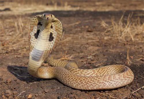 Cách phân biệt rắn độc và rắn không độc?