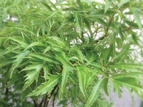 Chữa ho do hen suyễn với cây đinh lăng