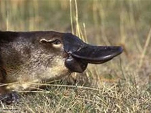 Clip: 7 loại nọc độc gây ám ảnh nhất đối với con người thời hiện đại