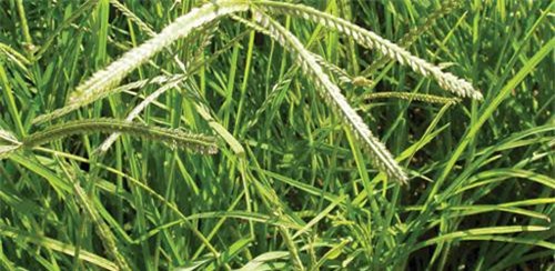 Cỏ mần trầu: Những công dụng chữa bệnh ít người biết đến