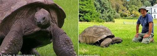 Cụ rùa già nhất thế giới lần đầu được tắm sau gần 200 năm