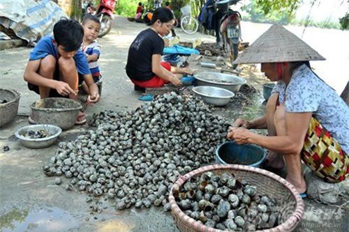 Hà Nội: 'Làm giàu' từ 'kẻ thù' của nhà nông
