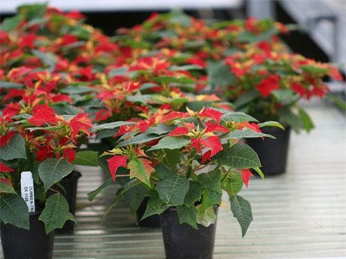 Hướng dẫn trồng hoa trạng nguyên