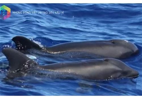 Khám phá những đứa 'con lai' kỳ dị nhất trong thế giới động vật: Cá Wholphin