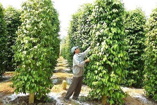 Khuyến cáo doanh nghiệp khi xuất khẩu hồ tiêu sang Myanmar