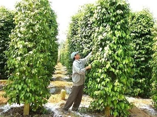 Khuyến cáo doanh nghiệp khi xuất khẩu hồ tiêu sang Myanmar