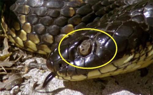 Loài vật khiến hầu hết rắn hổ kịch độc mù mắt trên đảo Úc