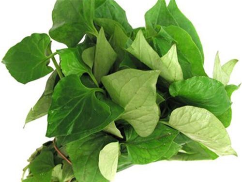 Rau diếp cá: Kháng sinh thực vật giảm sốt, chống viêm