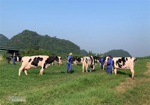 Sơn La: Chuyện lạ vùng cao, tiền tỷ lận lưng, lão nông dắt bò đi dạo quanh làng