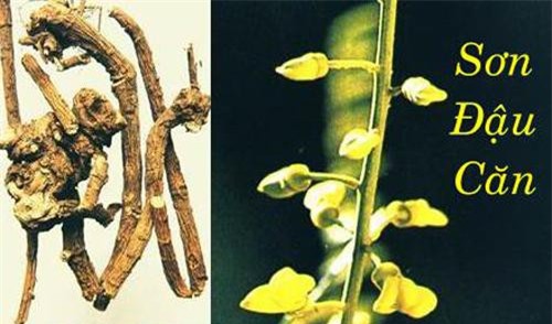 Sơn đậu căn: Bài thuốc chữa viêm amidan