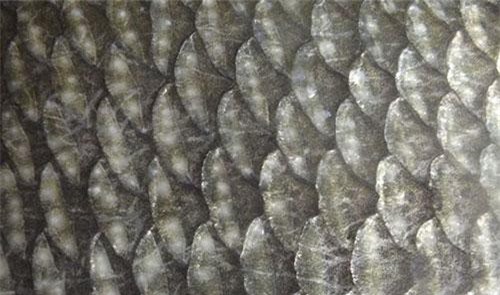 Sự thật gây sốc về những loài thủy quái ác mộng (phần 2)