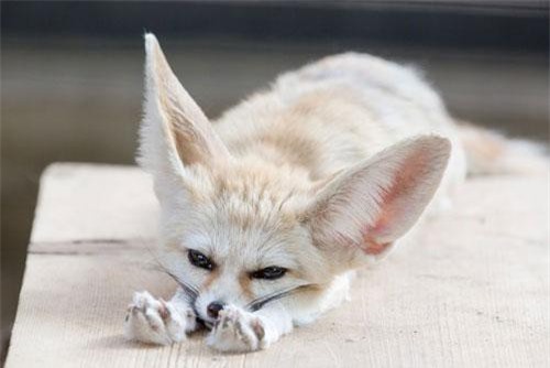 Sự thật thú vị về loài cáo nhỏ nhất thế giới