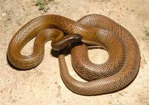 Sự thật về 11 loài rắn cực độc trên thế giới