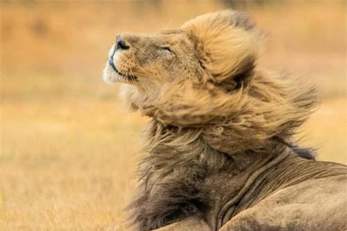 Sư tử đẹp trai 'xõa tóc' tung bay trong gió