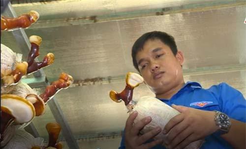 TP.HCM: 9x thu tiền tỷ từ nghề trồng nấm