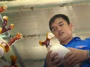 TP.HCM: 9x thu tiền tỷ từ nghề trồng nấm