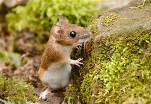 Tại sao có câu thành ngữ 'ướt như chuột lột'?