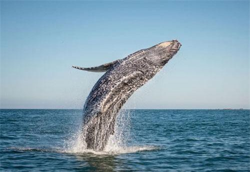 Vì sao cá voi phun nước trên đỉnh đầu?