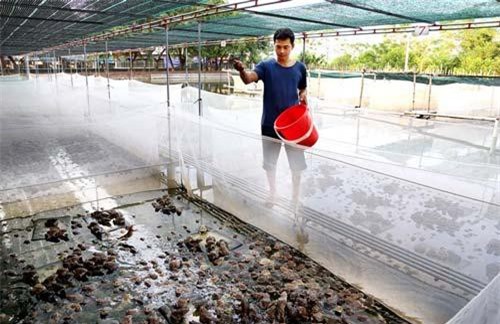 Vĩnh Phúc: Kiếm nửa tỷ mỗi năm nhờ nuôi ếch