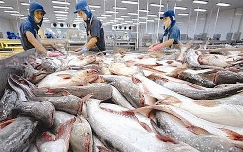 Xuất khẩu cá tra sang Brazil vẫn ở mức tăng trưởng âm