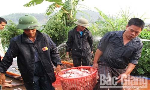 Bắc Giang: Giá thủy sản tăng nhẹ
