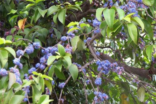 Bật mí ít ai hay về cây sầm hoa rực rỡ ở Việt Nam